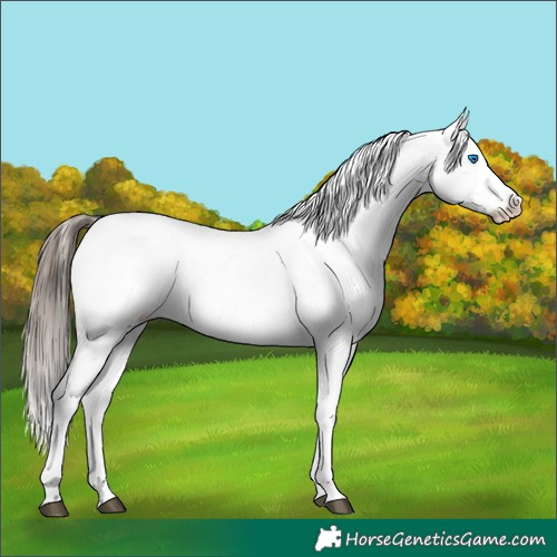 Horse Color:White Spotted Black Sabino Frame Appaloosa 