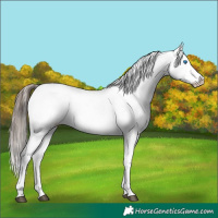 Horse Color:White Spotted Black Sabino Frame Appaloosa 