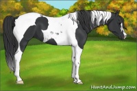 Horse Color:Black Tobiano 