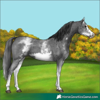 Horse Color:White Spotted Black Sabino Frame 
