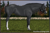 Horse Color:White Spotted Black 