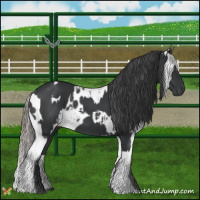 Horse Color:Black  and Black Appaloosa 