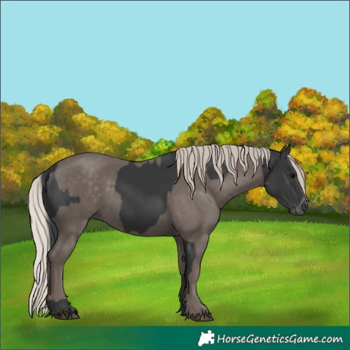 Horse Color:Black  and Silver Black 