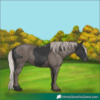 Horse Color:Black and Silver Black