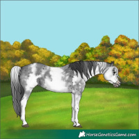 Horse Color:White Spotted Black Sabino Frame 