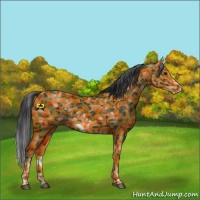 Horse Color:White Spotted Black Sabino Frame 