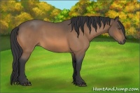 Horse Color:Buckskin Roan Sabino
