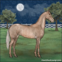 Horse Color:Silver Black Pearl  and Silver Black Pearl 