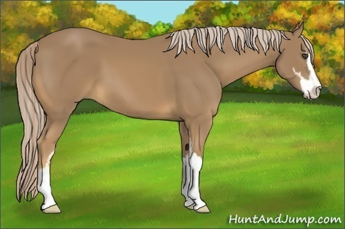 Horse Color:Palomino Sabino