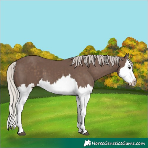 Horse Color:Silver Black Splash