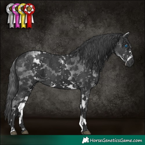 Horse Color:White Spotted Black Sabino Frame 