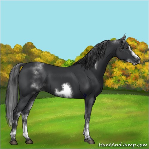 Horse Color:White Spotted Black Sabino Frame 
