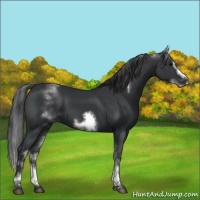 Horse Color:White Spotted Black Sabino Frame 
