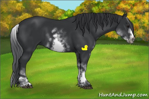 Horse Color:White Spotted Black Sabino Frame