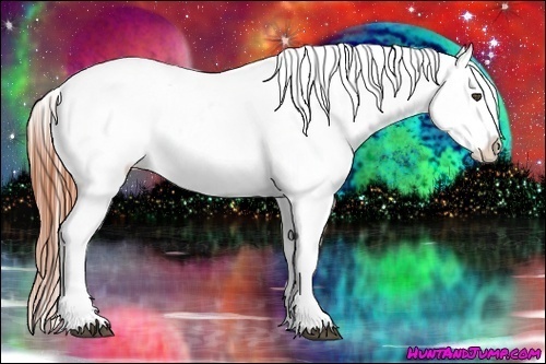 Horse Color:Bay Dun Appaloosa 