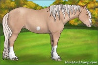 Horse Color:Silver Classic Champagne Splash Frame 