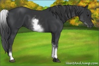 Horse Color:White Spotted Black Sabino 