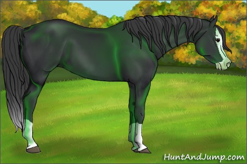 Horse Color:Black Splash 