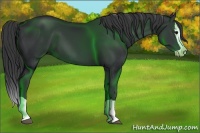 Horse Color:Black Splash