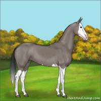 Horse Color:Grullo Splash 