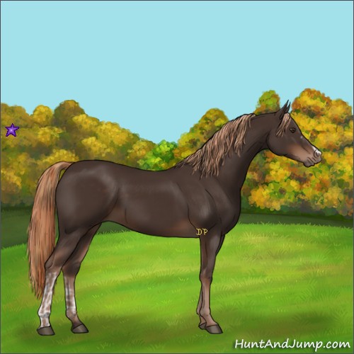 Horse Color:Liver Chestnut  and Liver Chestnut 