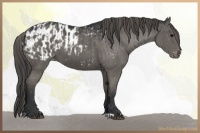 Horse Color:Grullo  and Grullo Appaloosa 