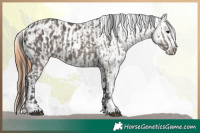 Horse Color:Grullo  and Grullo Appaloosa 
