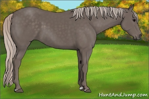 Horse Color:Silver Black 