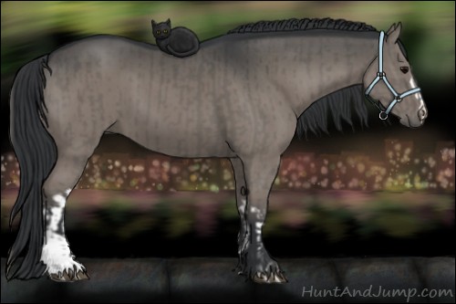 Horse Color:Grullo  and Grullo 