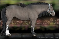 Horse Color:Grullo  and Grullo 