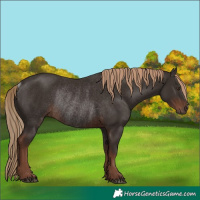 Horse Color:Liver Chestnut Rabicano 