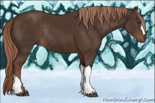 Horse Color:Liver Chestnut Rabicano 