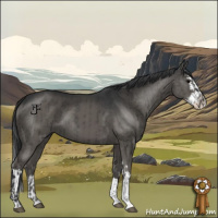 Horse Color:Grullo and Grullo Splash