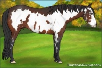 Horse Color:White Spotted Bay Frame