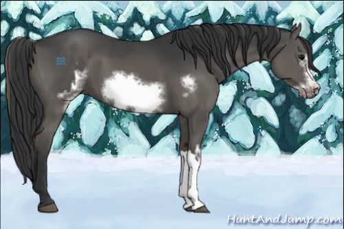 Horse Color:Grullo  and Grullo Frame 