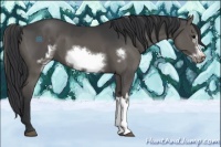 Horse Color:Grullo  and Grullo Frame 