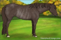 Horse Color:Liver Chestnut Frame Rabicano 
