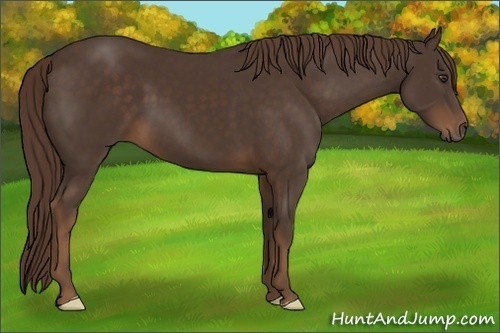 Horse Color:Liver Chestnut Frame 