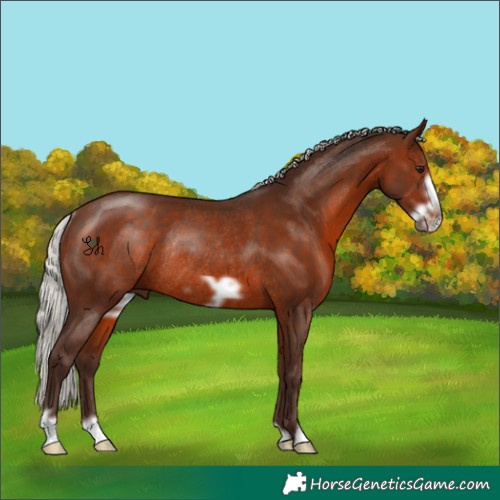 Horse Color:Silver Brown Frame Rabicano 