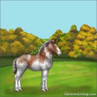 Horse Color:White Spotted Silver Brown Sabino 