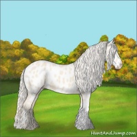 Horse Color:Cremello Appaloosa 