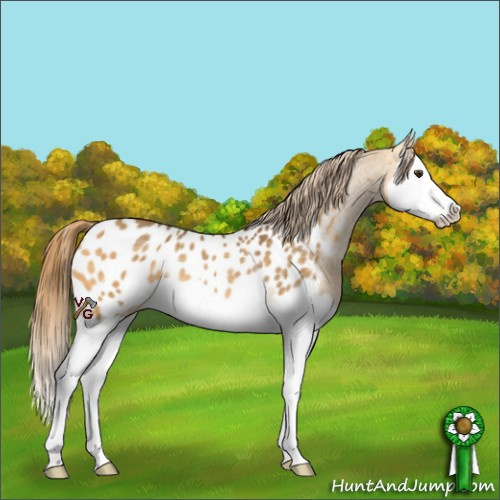 Horse Color:Buckskin Dun Splash Blanket Rabicano 