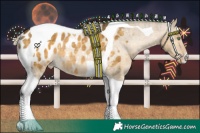 Horse Color:Plaid Chocolate Palomino Dun Tobiano Appaloosa Rabicano