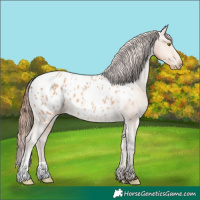 Horse Color:Amber Champagne Appaloosa 