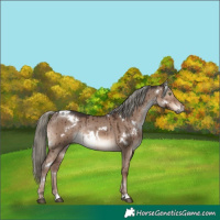 Horse Color:White Spotted Liver Red Dun Mushroom Rabicano Brindle 