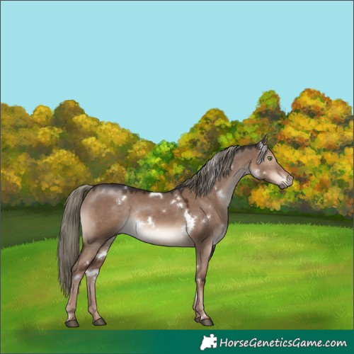 Horse Color:White Spotted Liver Red Dun Mushroom Rabicano 