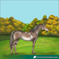 Horse Color:White Spotted Liver Red Dun Mushroom Rabicano 