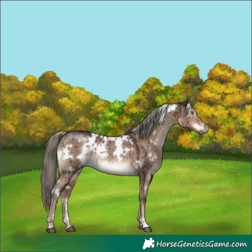 Horse Color:White Spotted Liver Red Dun Mushroom Rabicano Brindle