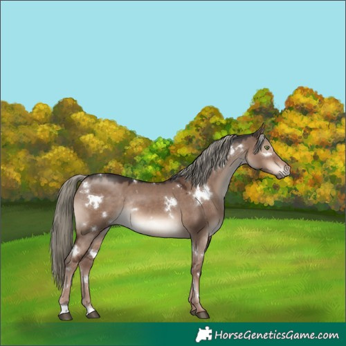 Horse Color:White Spotted Liver Red Dun Mushroom Rabicano 