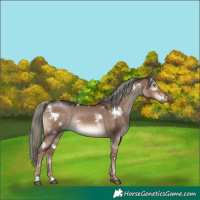 Horse Color:White Spotted Liver Red Dun Mushroom Rabicano 